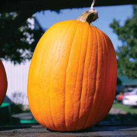 Pumpkin Phat Jack Seed A20221985