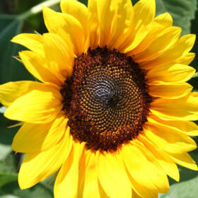 Sunflower Pro Cut Brilliance F1 Seed A20222796