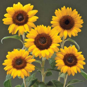 Sunflower Premier Orange F1 Seed A20222794