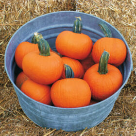 Pumpkin Prankster F1 Seed A20221990