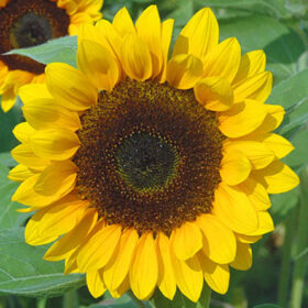 Sunflower Sunrich Summer Orange F1 Seed A20223045