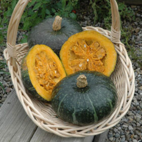 Squash Delica F1 Seed A20221734