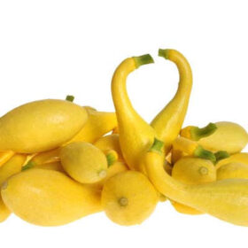 Squash Delta F1 Seed A20221735