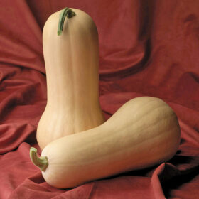 Squash Atlas F1 Seed A20221714