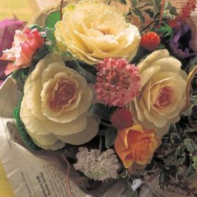 Ornamental Kale Crane White F1 Seed A20222478