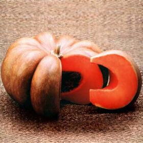 Pumpkin Fairytale Seed A20221657