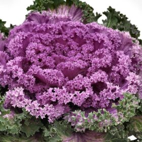 Ornamental Kale Nagoya Rose F1 Seed A20222485