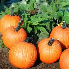 Pumpkin Magician F1 Seed A20221968