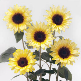Sunflower Sunrich Summer Limoncello F1 Seed A20223044