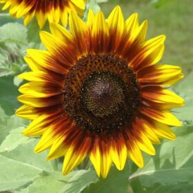 Sunflower Ring of Fire Seed A20222805