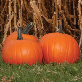 Pumpkin Solid Gold F1 Farmore Seed A20222013