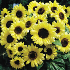 Sunflower Valentine Seed A20223050