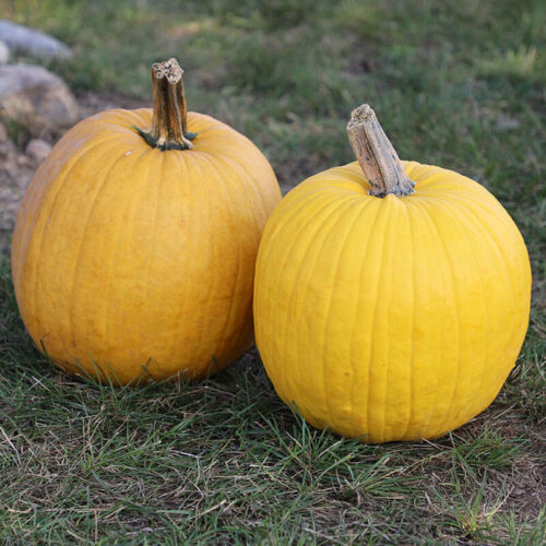 Pumpkin Mellow Yellow Shades F1 Seed A20221971