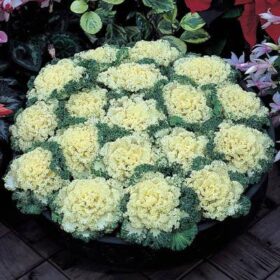 Ornamental Kale Nagoya White F1 Seed A20222486
